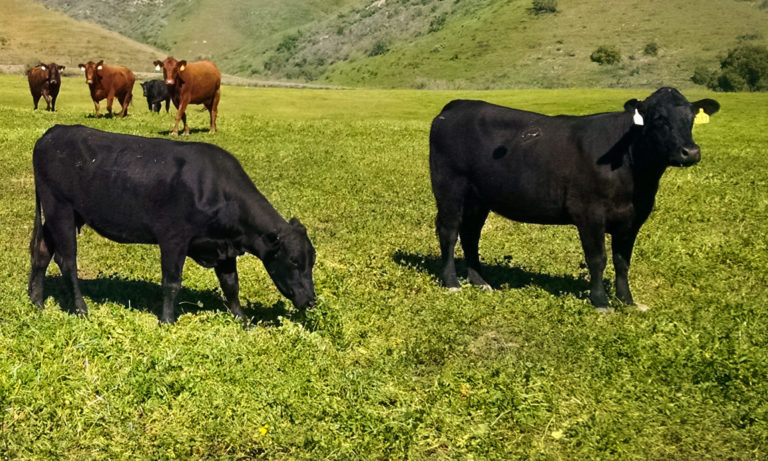 Cows in pasture